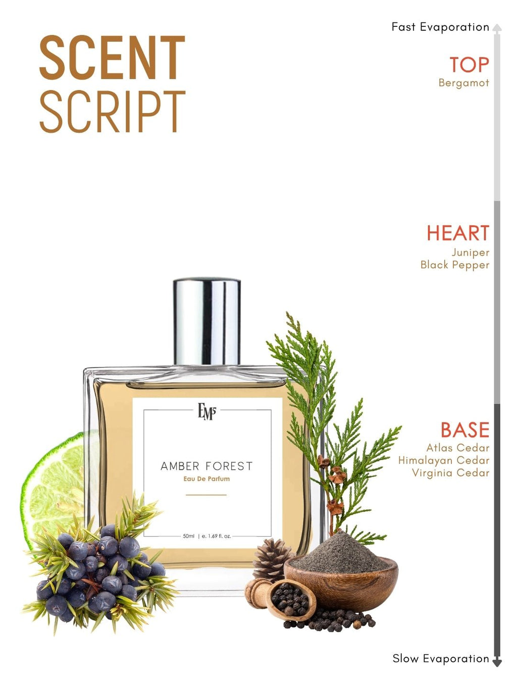 Amber Forest | Eau De Parfum