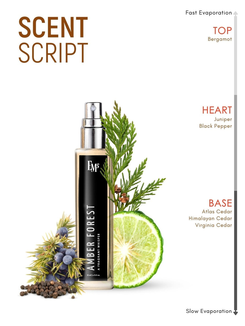 Amber Forest | Eau De Parfum