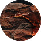 Animalic