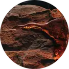 Animalic
