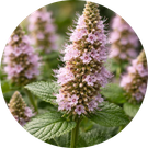 Patchouli