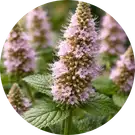 Patchouli