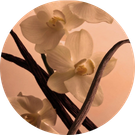 Vanilla